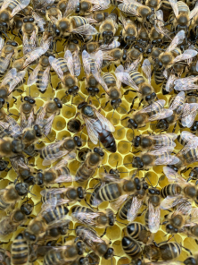 Bienenkönigin und ihr Hofstaat